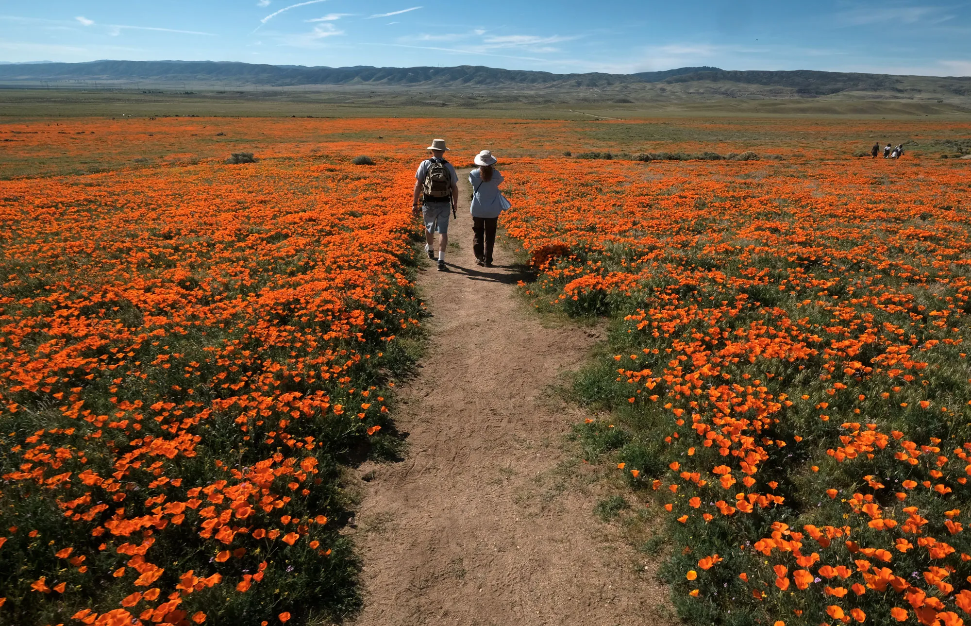 Couple walking along a dirt path through vibrant orange poppy fields under a clear blue sky, showcasing springtime beauty and nature's splendor.
